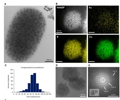 Analyse morphologique et chimique des nanoparticules de sulfure de cuivre produites par BW-1. Damien Faivre MEM