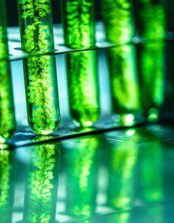 Photobioréacteur dans l'industrie des biocarburants à base d'algues de laboratoire